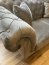 Paris 3S Sofa (magic velvet 2241 grey)